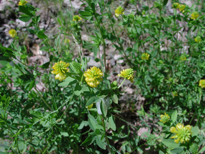Photo By: Stephen M. Young. Photo taken: Albany County, NY on 1 June 2004